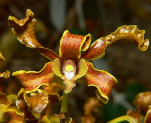 DENDROBIUM UNDULATUM - MUDA DE 5 A 10CM