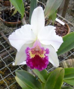 LC. COASTAL CONCEPT `COMET´ ADULTA