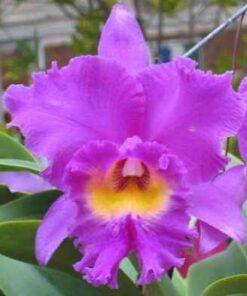 BLC NAN CHANG SILK  - CORTE ADULTO
