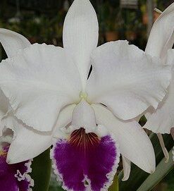C. LABIATA SEMI ALBA SEIKA X LABIATA S/ ALBA MAGICIAN ADULTA