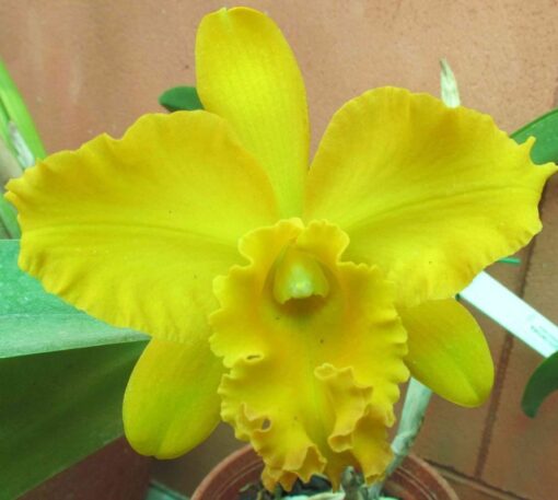 BLC MAKAHA GOLD CARMELA X TOSHIE AOKI ROBIN ADULTA