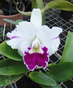 LC. FIRE NING `LAVANDER KISS´ ADULTA