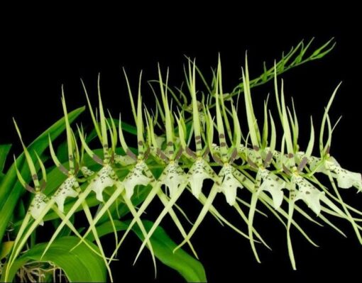 BRASSIA REX MUDA 5 A 10CM