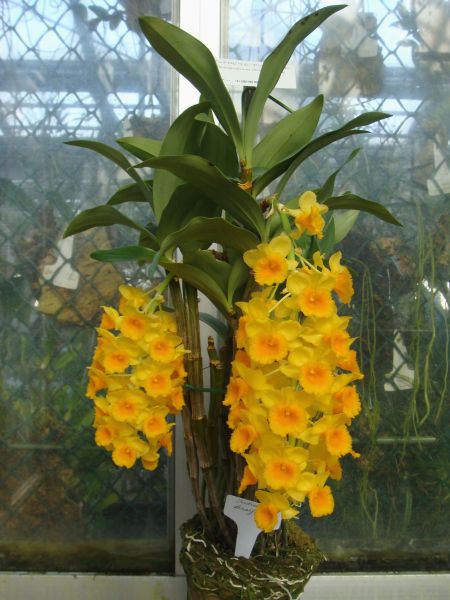 DENDROBIUM GRIFFITIANUM - MUDA DE 5 A 10CM