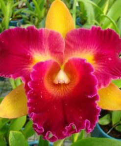 BLC. NOBILES TROPICAL SUNSET X BLC. (FORTUNE X CHUNYEAH)