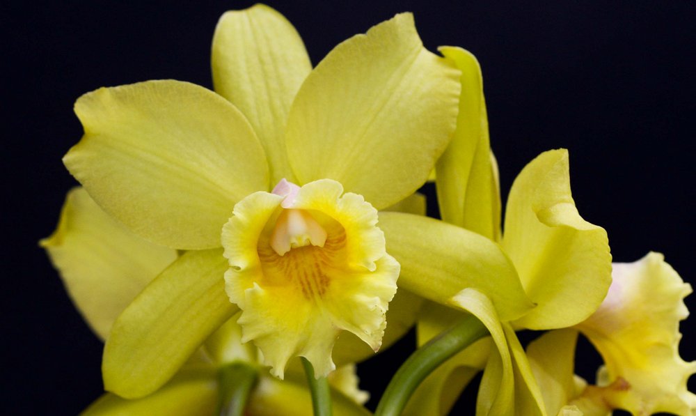 BLC WAIKIKI GOLD X DIGBYANA