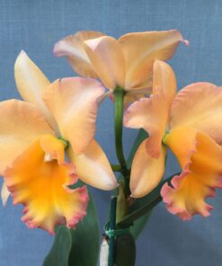 LC. BOUTON D'OR  X DELTA KING  PRÉ ADULTA