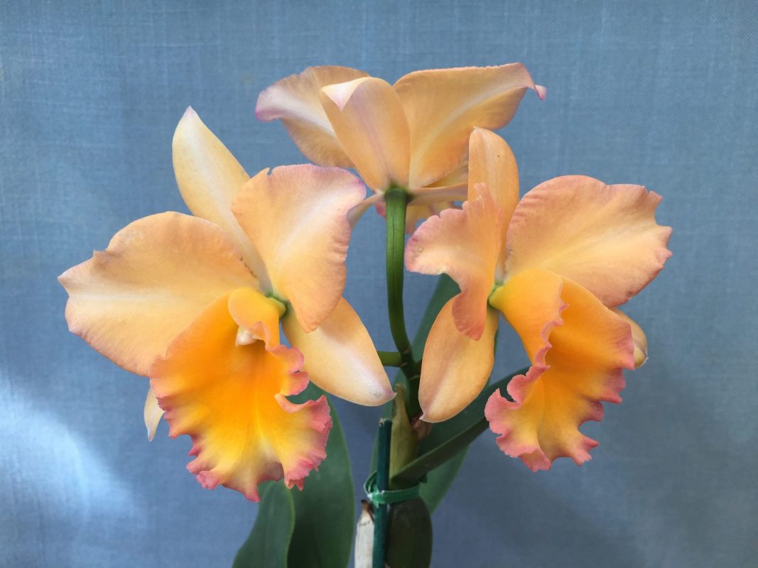 LC. BOUTON D'OR X DELTA KING - CORTE ADULTO