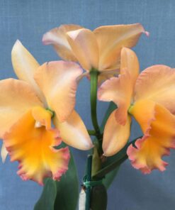 LC. BOUTON D'OR  X DELTA KING ADULTA