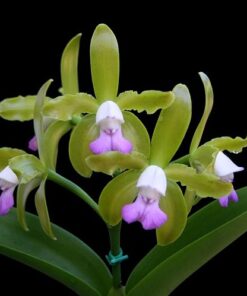 C. LEOPOLDI ALBESCENS X SIBLING