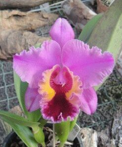BLC NAN CHANG X HERON ROOMS ADULTA