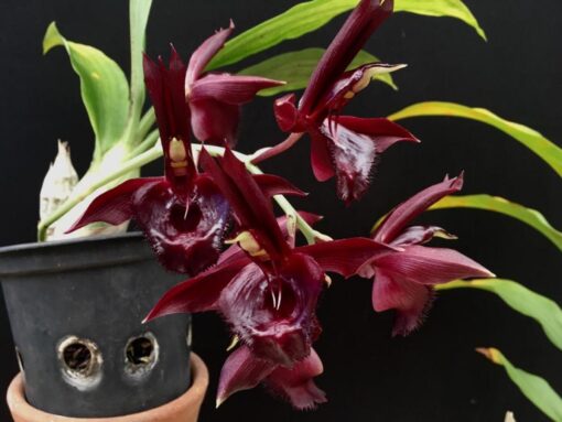 CATASETUM OSCULATUM X VINACEUM RED  - MUDA 5 A 10CM