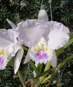 LUEDEMANIANA COERULEA - CORTE ADULTO