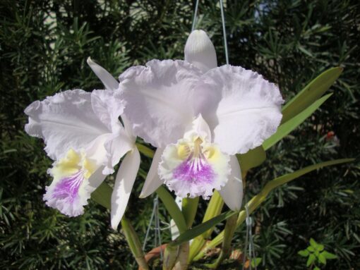 LUEDEMANIANA COERULEA - CORTE ADULTO