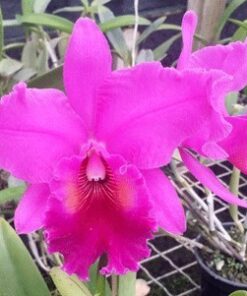 BLC. RAYE HOLMES X BLC. HERON´S ROOM ADULTA