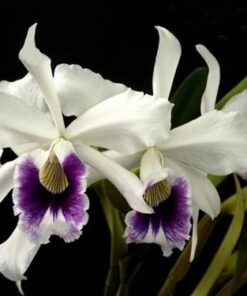 L. PURPURATA COERULEA X ROXO VIOLETA
