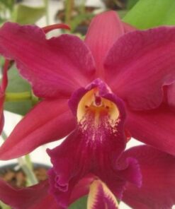 SLC. MAHALO JACK X ANN KOMINE ADULTA
