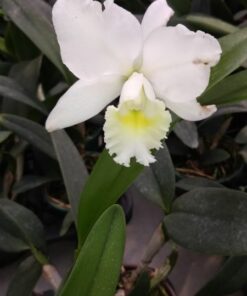 CATLEYA ALBA ADULTA