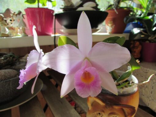 LC. MEM. ALBERTO WENZEL X L. PURPURATA - CORTE ADULTO