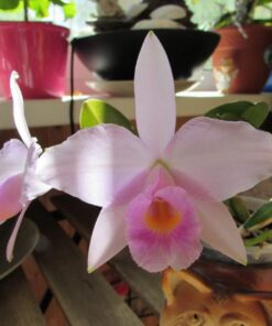 LC. MEM. ALBERTO WENZEL X L. PURPURATA ADULTA