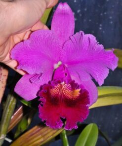 BLC. ALEXANDRE FROTA ADULTA