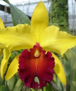 BLC. ALMA KEE 'TIPMALEE' - CORTE ADULTO