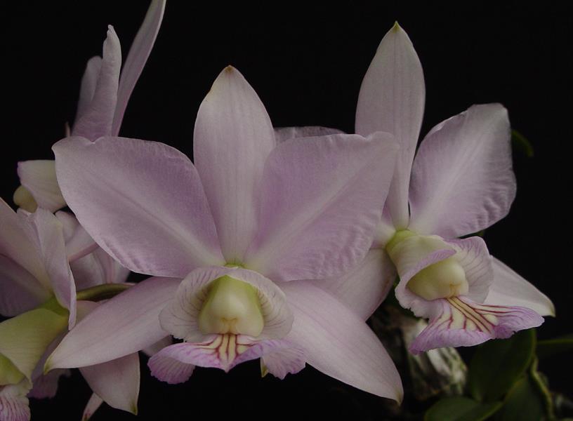 CATLEYA NOBILIOR AMALIAE - CORTE ADULTO