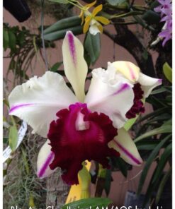 BLC. ANN CLEO LAINA  PRÉ ADULTA