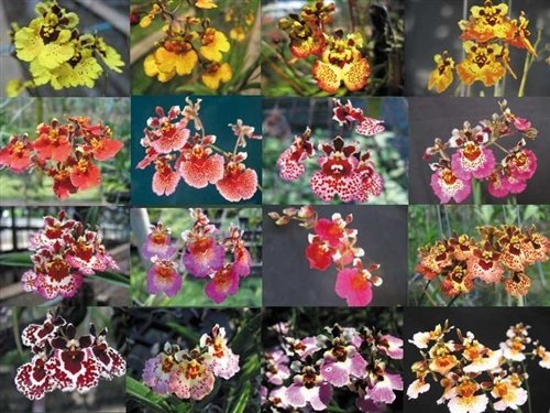 MIX TOLUMNIA ADULTA - 5 UNIDADES