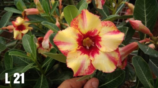 ROSA DO DESERTO L21