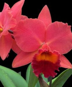 BLC. AROH GOLD X BLC. OCONEE ADULTA
