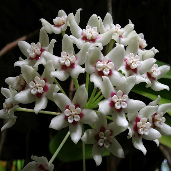 FLOR DE CERA AUSTRALIS - MUDA