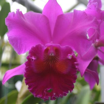 AMY WAKASUGI  - MUDA 5 A 10CM