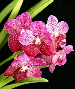 VANDA KULWADEE FRAGANCE RED MUDA