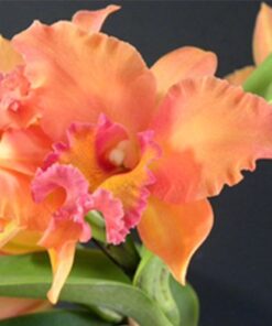 BLC. CHIA LIN 'NEW CITY' X POT. LOVE PASSION 'ORANGE BIRD' MUDA
