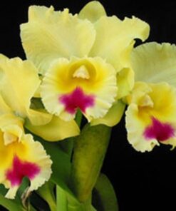 HAWAIAN DRUMBEAT X GOLDENZELLE LEMON CHIFFON ADULTA