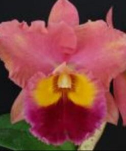 OCONEE MENDENHAL X HORACE MAXIMA  PRÉ ADULTA