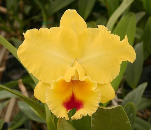 BLC. GOLDENZELLE " TAIDA" VASO14 - CORTE ADULTO