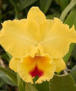 BLC. GOLDENZELLE " TAIDA" VASO14 ADULTA