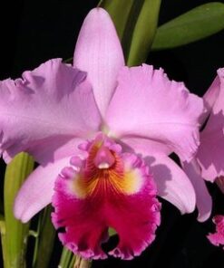 BLC. TENG X BLC. ROSE WHISPER - CORTE ADULTO