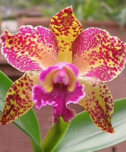 BLC. WAIANAE LEOPARD ' ADULTA