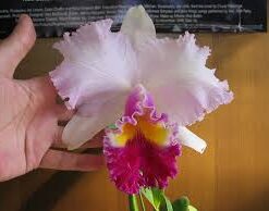 BLC. MISHIMA MONARCH "BLUMEN INSEL" - CORTE ADULTO