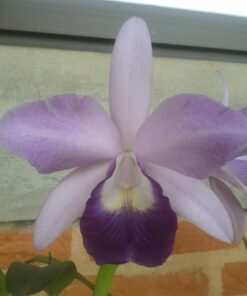 LC. BLUE DINASTY ADULTA