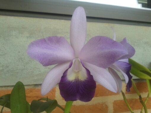 LC. BLUE DINASTY ADULTA