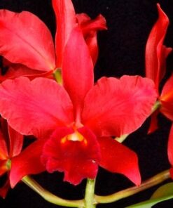 NOBILE BRUNO BIG RED ADULTA