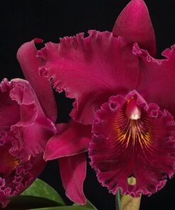 BLC. BRYCE CANYON SPLEDIFEROUS X EDISTO NEWBERRY MUDA