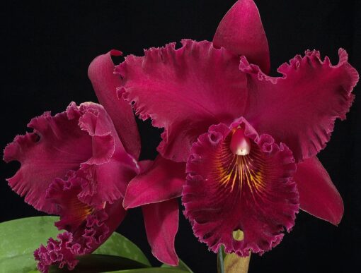 BLC. BRYCE CANYON SPLEDIFEROUS X EDISTO NEWBERRY MUDA