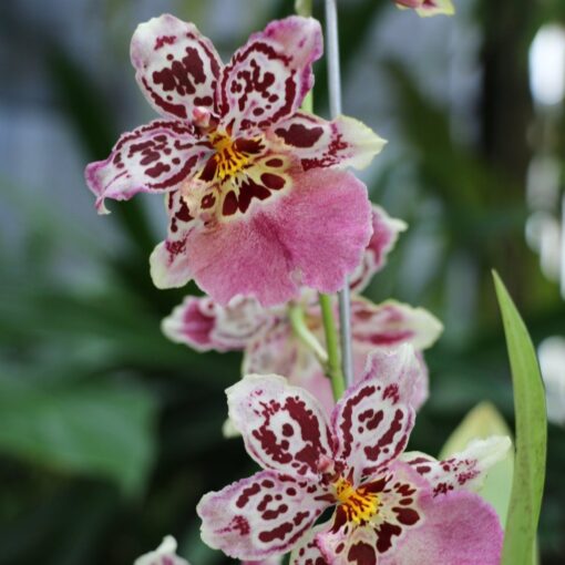 BURRAGEARA SPANISH GOLD ADULTA