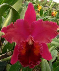 NODOSA LADY OF THR NIGHT X OCONEE X MENDENHALL X DRUMBEAT TRIUMP   PRÉ ADULTA