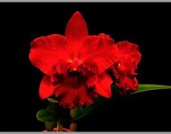 BLC NOBILES FRISSON  PRÉ ADULTA